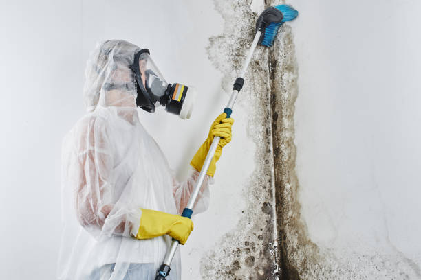Best Residential Mold Remediation in Abingdon, MD