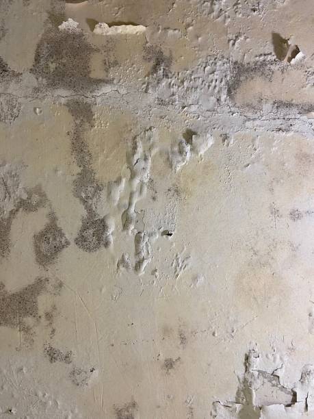 Best Basement Mold Remediation in Abingdon, MD