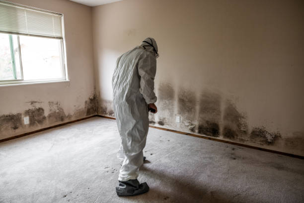 Best Post-Flood Mold Remediation in Abingdon, MD