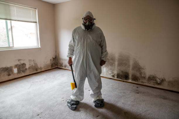 Best Black Mold Remediation in Abingdon, MD