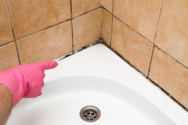 Best DIY Mold Remediation Support Services in Abingdon, MD